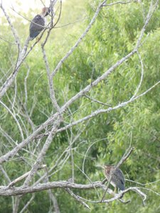 20190726 - Yates Mill - Green Heron 3