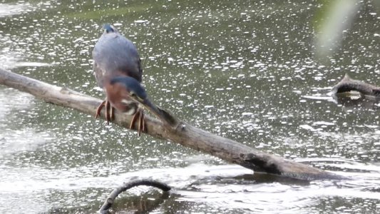 20190726 - Yates Mill - Green Heron 4