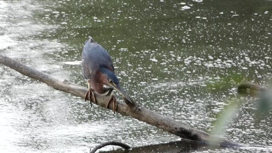 20190726 - Yates Mill - Green Heron 5