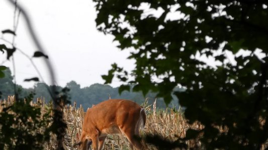 20190726 - Yates Mill - Whitetail Deer 1