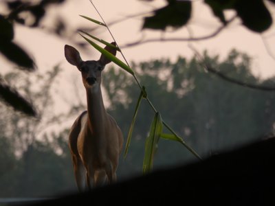 20190726 - Yates Mill - Whitetail Deer 2