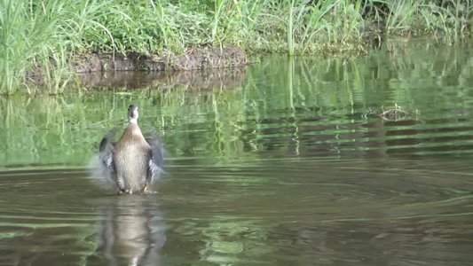 20190726 - Yates Mill - Wood Duck 1