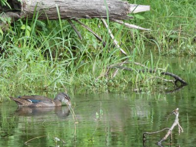 20190726 - Yates Mill - Wood Duck 2