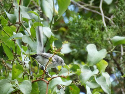 20190727 - Reedy Creek Greenway - Blue-gray Gnatcatcher