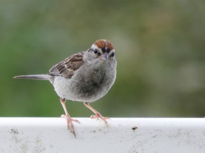 20190727 - Reedy Creek Greenway - Chipping Sparrow