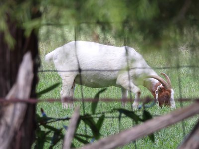 20190727 - Reedy Creek Greenway - Goat 1