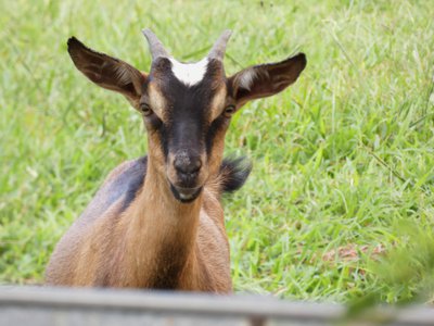 20190727 - Reedy Creek Greenway - Goat 2