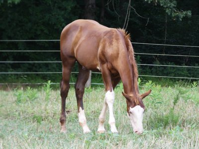 20190727 - Reedy Creek Greenway - Horse 1