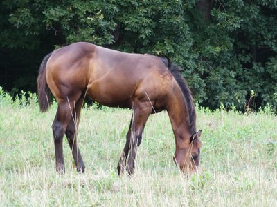 20190727 - Reedy Creek Greenway - Horse 2