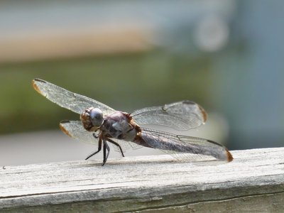 20190727 - Reedy Creek Greenway - Slaty Skimmer