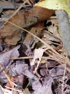 20190727 - Schenck Forest - Fowler's Toad