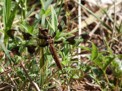 20190727 - Schenck Forest - Painted Skimmer