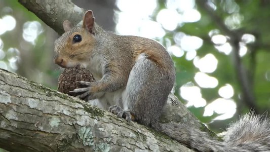 20190727 - Schenck Forest - Squirrel