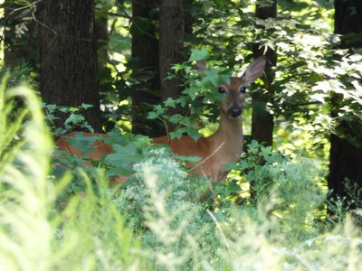 20190727 - Schenck Forest - Whitetail Deer