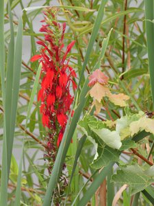 20190825 - Lake Betz - Cardinal Flower