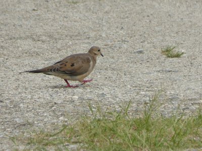 20190825 - Lake Betz - Mourning Dove