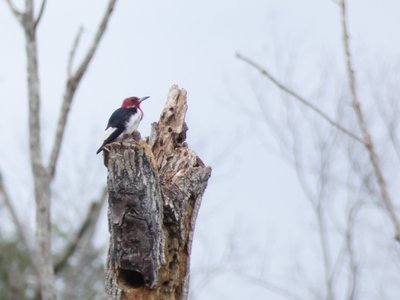 20190825 - Lake Betz - Red-headed Woodpecker