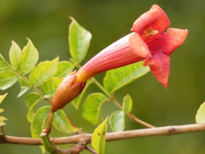 20190825 - Lake Betz - Trumpet Vine