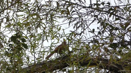 20190915 - Yates Mill - Brown Thrasher 1