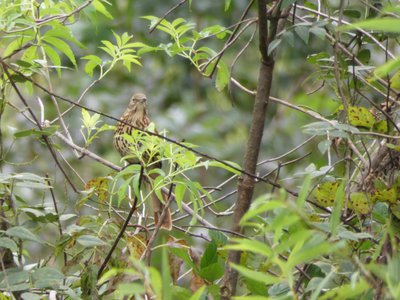 20190915 - Yates Mill - Brown Thrasher 2