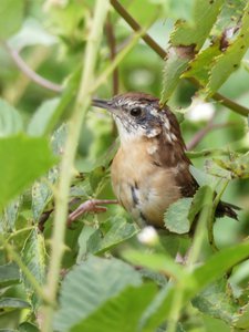 20190915 - Yates Mill - Carolina Wren 1