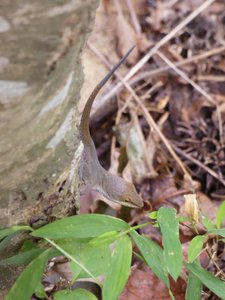 20190915 - Yates Mill - Green Anole 1