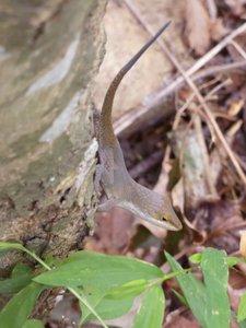 20190915 - Yates Mill - Green Anole 2