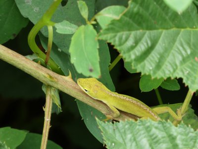 20190915 - Yates Mill - Green Anole 3