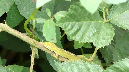 20190915 - Yates Mill - Green Anole 4