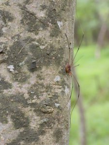 20190915 - Yates Mill - Harvestman