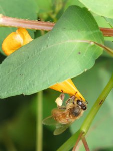 20190915 - Yates Mill - Honey Bee