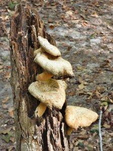 20190915 - Yates Mill - Mushrooms