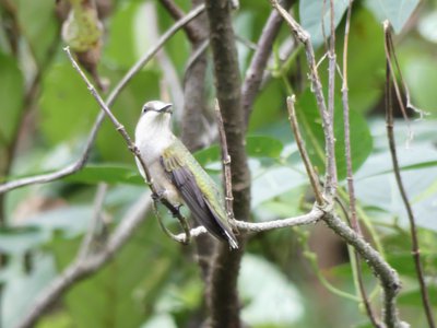 20190915 - Yates Mill - Ruby-throated Hummingbird 1