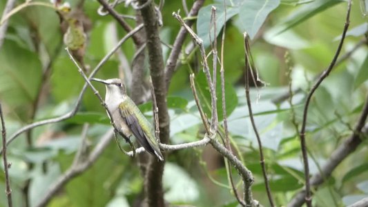 20190915 - Yates Mill - Ruby-throated Hummingbird 2