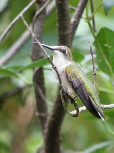 20190915 - Yates Mill - Ruby-throated Hummingbird 3