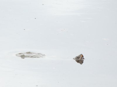 20190915 - Yates Mill - Snapping Turtle