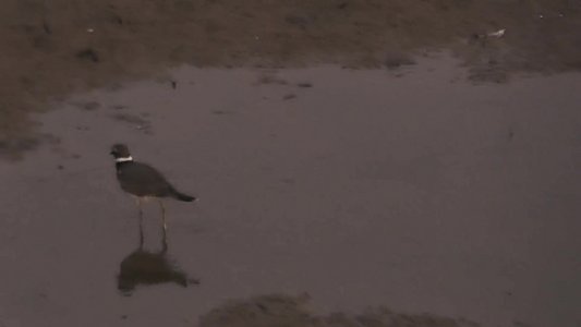 20190922 - Lake Crabtree - Killdeer