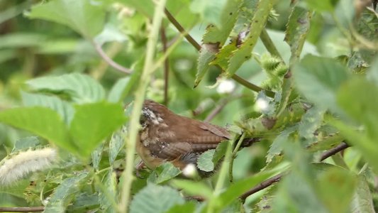 Carolina Wren 2