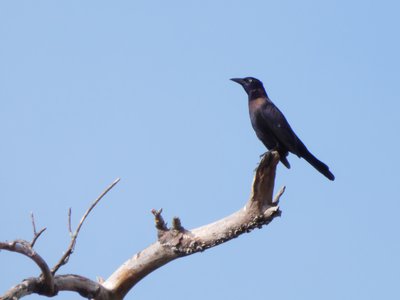 20191013 - Lake Betz - Common Grackle