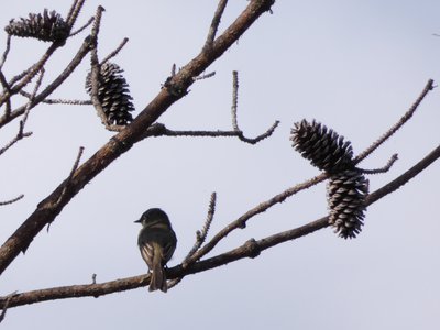 20191013 - Lake Betz - Eastern Phoebe 1