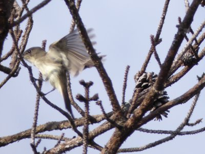 20191013 - Lake Betz - Eastern Phoebe 2