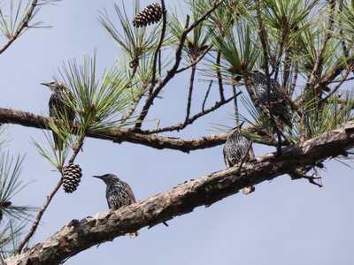 20191013 - Lake Betz - European Starlings