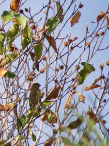 20191013 - Lake Betz - Goldfinch