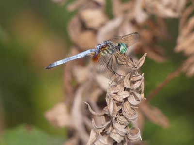 20191013 - Lake Betz - Great Blue Skimmer 1