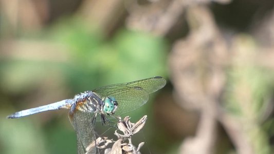 20191013 - Lake Betz - Great Blue Skimmer 2