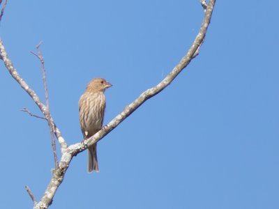 20191013 - Lake Betz - House Finch 1