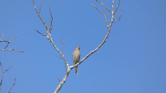 20191013 - Lake Betz - House Finch 2