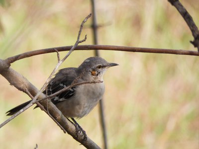 20191013 - Lake Betz - Northern Mockingbird