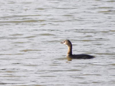 20191013 - Lake Betz - Pied-billed Grebe