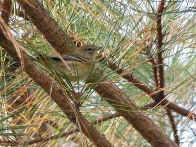 20191013 - Lake Betz - Warbler 1